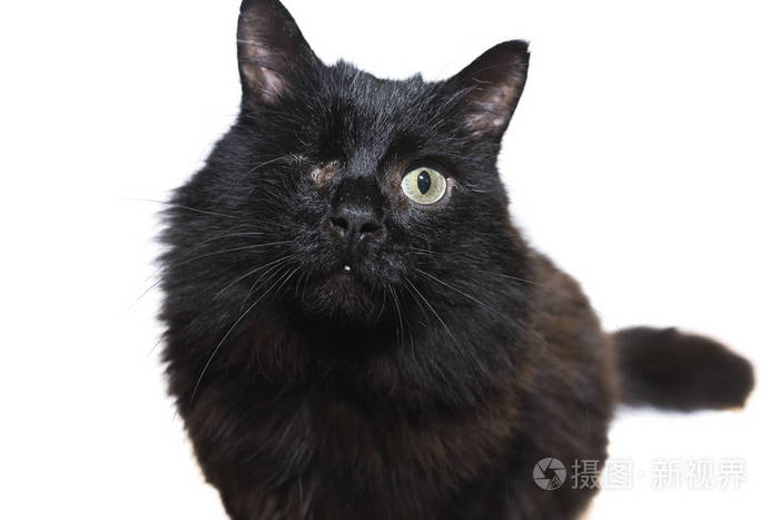 一只独眼黑猫的肖像在白色背景下被隔离