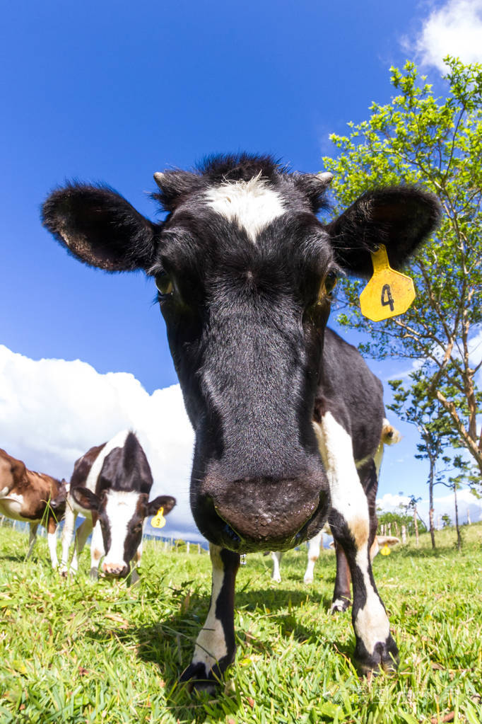 牧场奶牛
