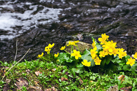 山上的小, 黄色的春天的花朵