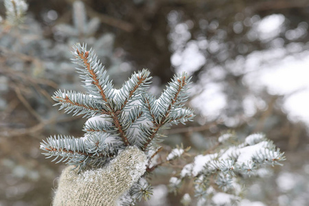 冬季景观积雪覆盖大片。一个公园在冬天在