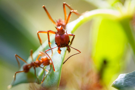 切叶蚁照片