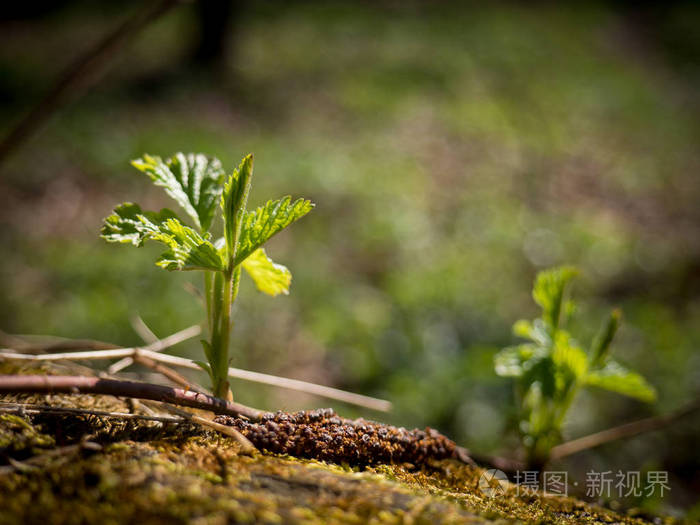 春天发芽的植物