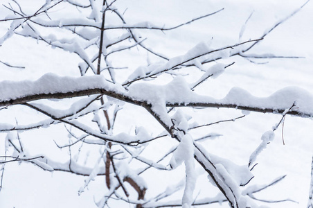 莫斯科的冬天。雪覆盖了城市里的树木。大雪时窗外的景色