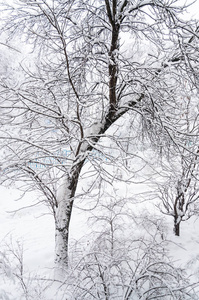 莫斯科的冬天。 雪覆盖了城市里的树木。 在大雪中从窗户看到的景色