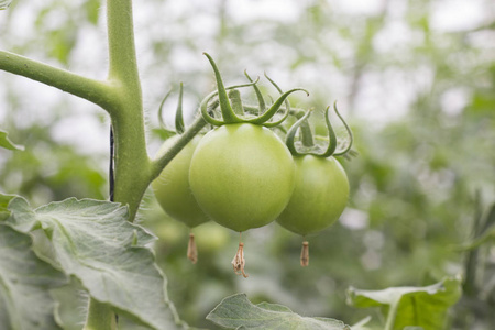 美丽的西红柿生长在温室里。园艺蕃茄相片与拷贝空间。景深
