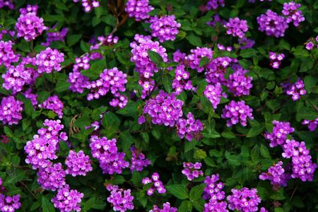 春天草甸的相片以紫色野花