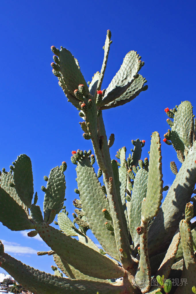 埃及蓝天下的仙人掌开花