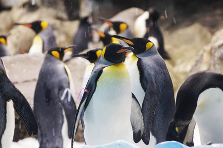 动物园里的一群可爱的企鹅