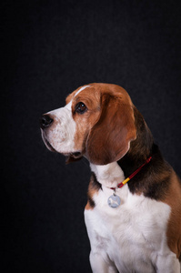 小猎犬在工作室肖像