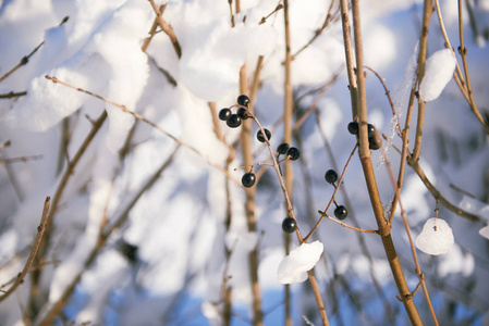 积雪覆盖的枝条抽象背景或冬季景观