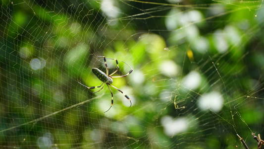 带背景树的网上金球蜘蛛