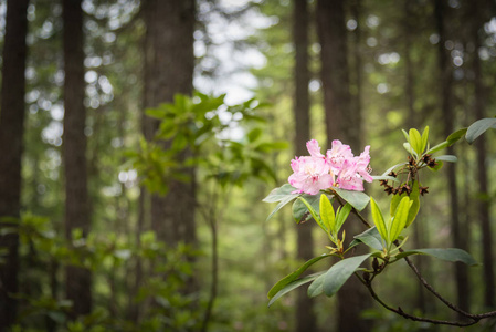 原产红杜鹃的粉红色花朵，开在E.C.杜鹃平原。 管理省级公园