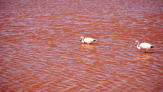 玻利维亚红泻湖里的火烈鸟