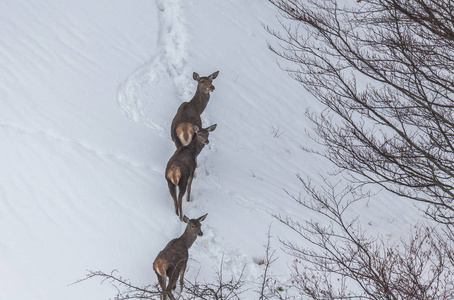 这几天大雪过后，阿斯图里亚斯山脉的雪中的鹿...