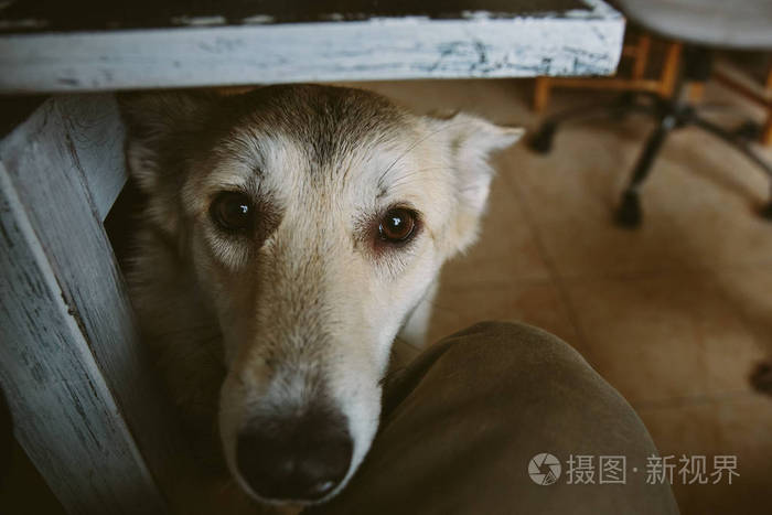 可爱的灰色狗站在桌子下面