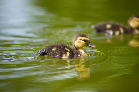 池塘上的鸭子。小鸭