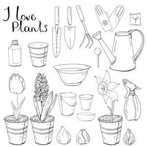 在白色背景下的家中种植植物的对象照片