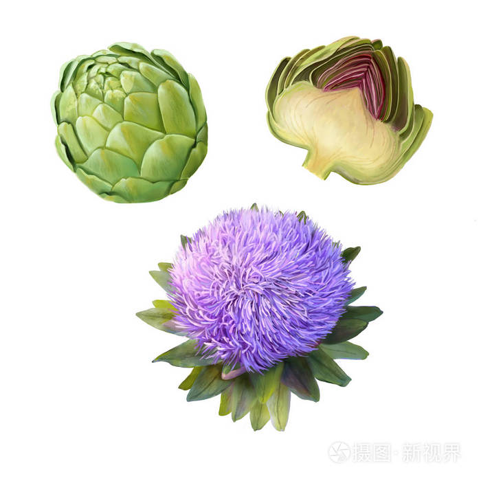 白色背景的朝鲜蓟图片
