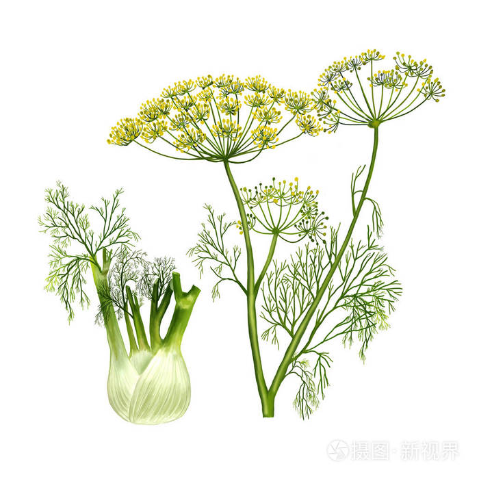 白色背景特写画茴香