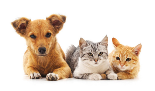 小狗和小猫照片