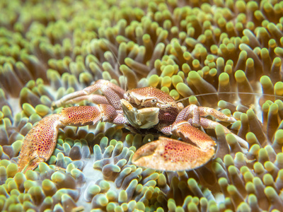 与海葵一起生活的螃蟹