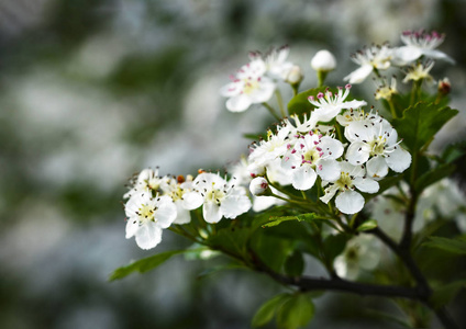 山楂白花