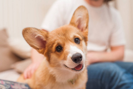 可爱的小狗威尔士犬的亲密肖像