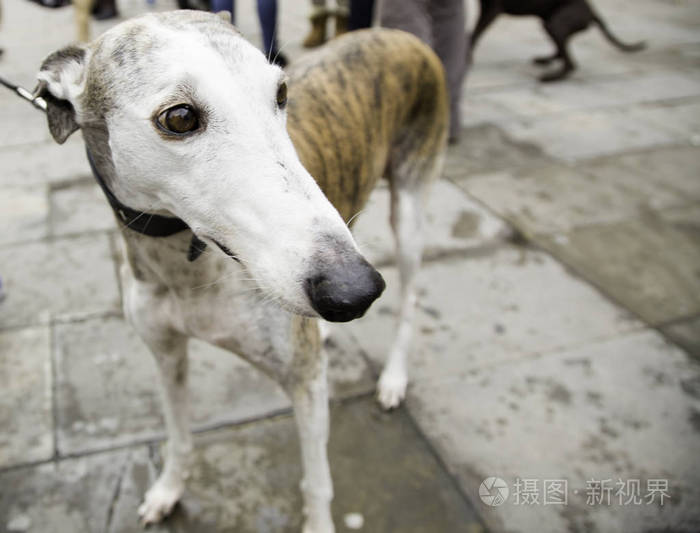 灰狗在街道