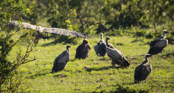 肯尼亚马赛马拉的绿草地上的秃鹫