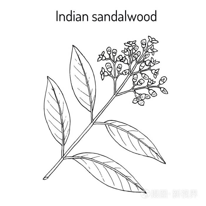印度檀香枋画册, 药用植物
