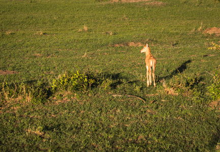 肯尼亚马赛马拉的非洲羚羊黑斑羚