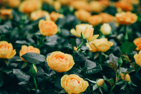 花园里的美丽黄色玫瑰花图片