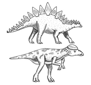 恐龙剑, Pachycephalosaurus, Lexovisaurus, 骨骼, 化石。史前爬行动物, 动物雕刻手绘矢量