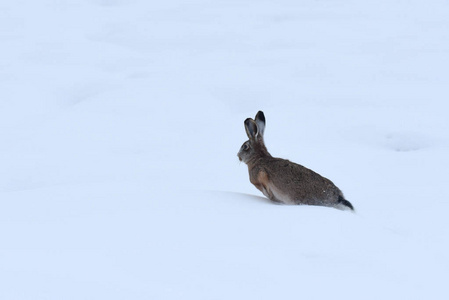 野兔灰色或野兔 Rusak 兔刺猬 在领域盖