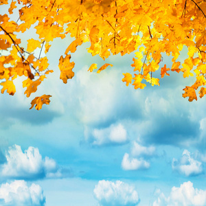 金黄色和橙色的叶子在蓝天上白云。 秋季背景