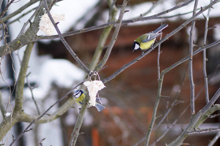 在严寒的冬霜冻中喂养鸟儿