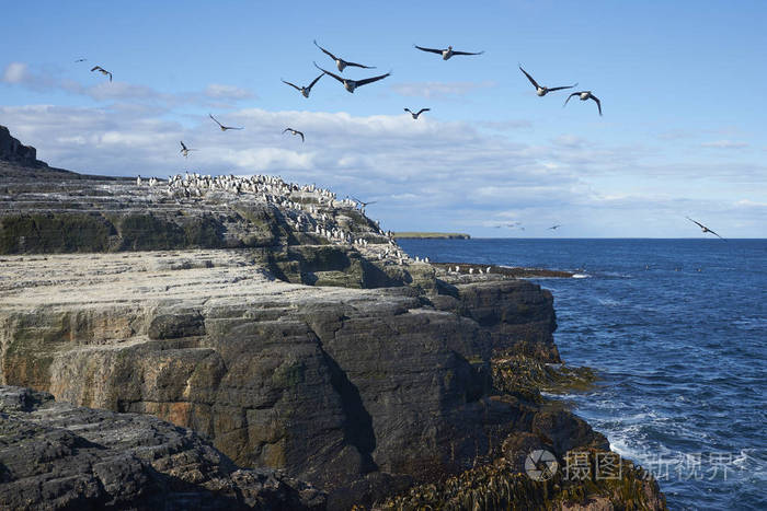 福克兰群岛布列克岛海岸上的一大群帝国沙格phalacrocoraxatricealbi