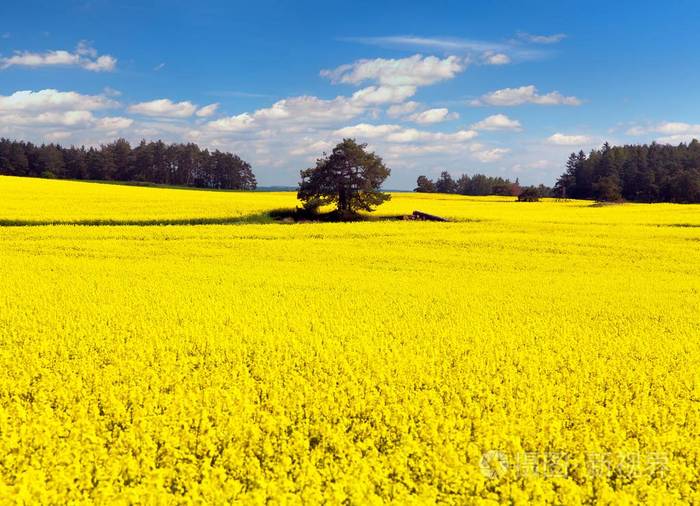 金色的田野的开花油菜芥花籽油或菜籽油