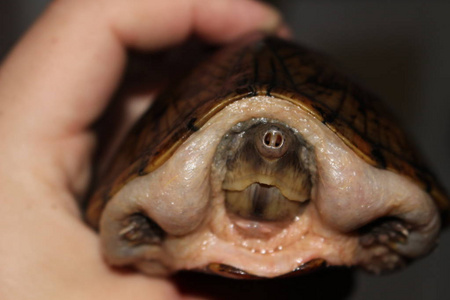 剃须刀麝香龟孵化，以其锋利的外壳而闻名。 这是一种小海龟