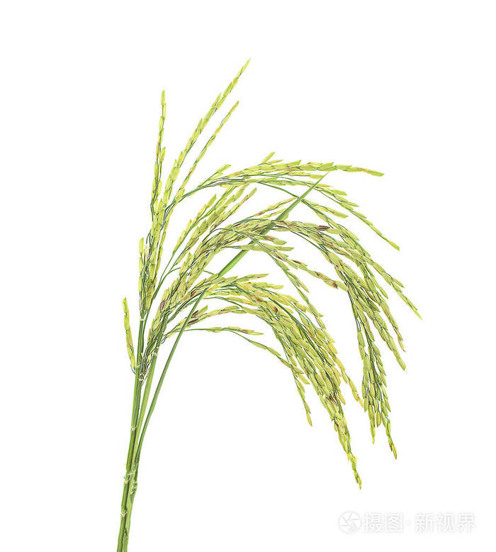 水稻在白色背景上