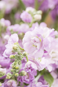 春季花卉。新鲜的一束紫色 Mattioli 接近。妇女或母亲日主题