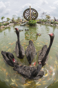 黑天鹅在池塘里和锦鲤一起游泳