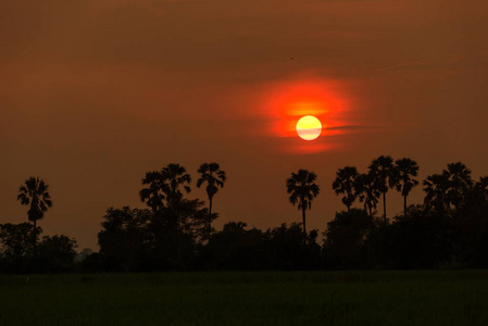 在泰国日落时提起的糖棕榈和大米