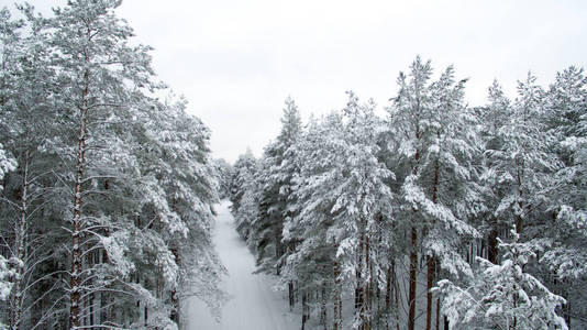 冬天的森林和道路。视图。照片是用无人驾驶飞机拍摄的。雪中的松树和冷杉林