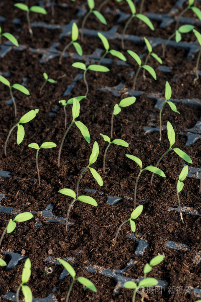 在温室中生长的幼西红柿芽泥煤土壤