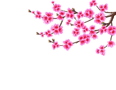 樱花.盛开的樱桃树的树枝状枝条, 有紫色的花和芽。在白色背景上隔离。图