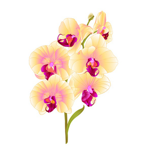 枝兰蝴蝶兰黄色花朵和叶子热带植物茎和芽在白色背景上，复古矢量植物插图，可编辑手绘