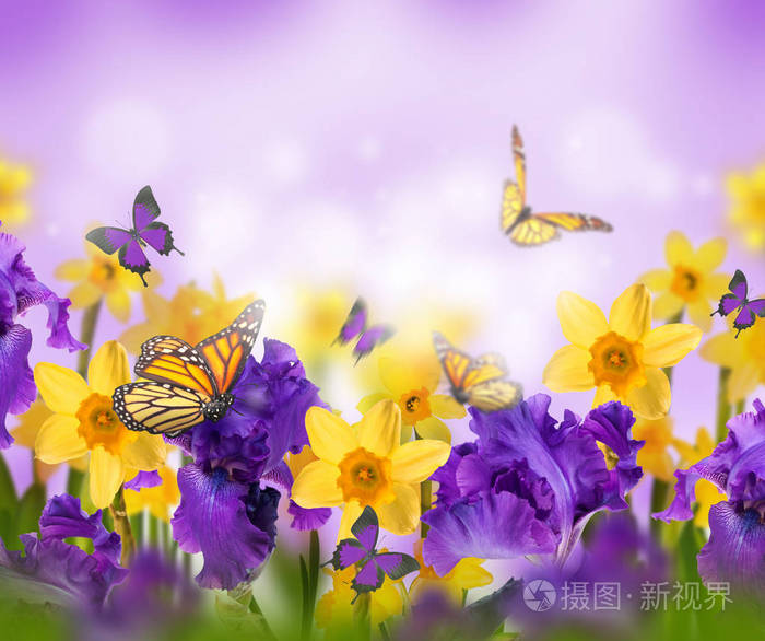 蝴蝶在紫色的虹膜上飞舞，黄色的水仙花在模糊的背景弹簧概念上