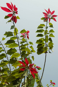 红色尼泊尔花卉