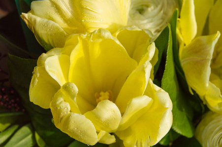 美丽的黄色郁金香花束特写, 顶视图